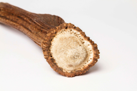 bois de cerf maxi : 30cm