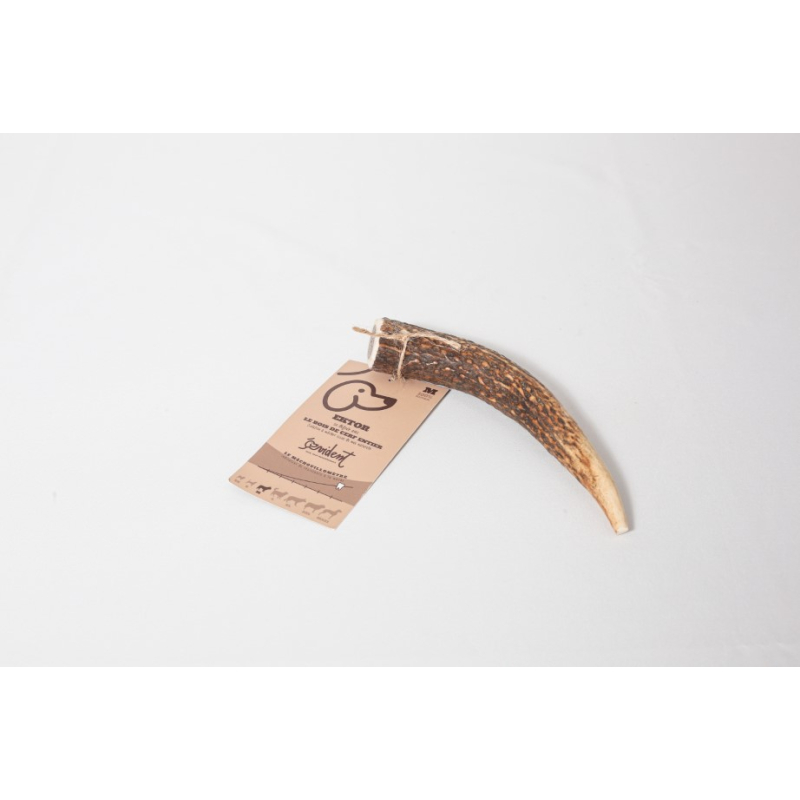 Bois de cerf entier à macher taille M