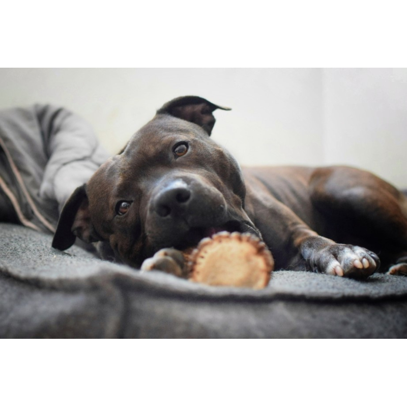 Chien noir, bois de cerf entier