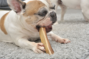 Chien mâchant un bois de cerf biseau fumé