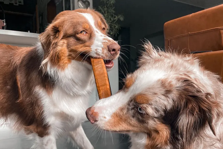 2 chiens avec un bois d'ébène