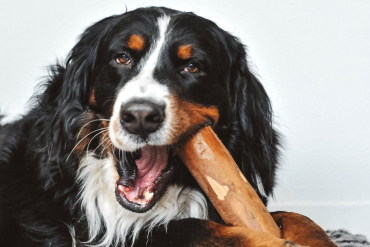 Chien qui mâche un bois d'olivier