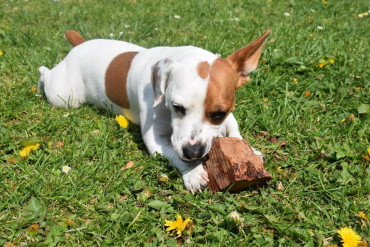 Jack Russel, racine de bruyère