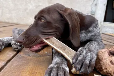 Chien qui mâche un bois de cerf tranché