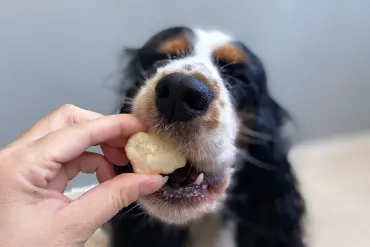 Arya mange son pops de fromage