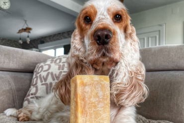 chien avec son gros fromage à mâcher