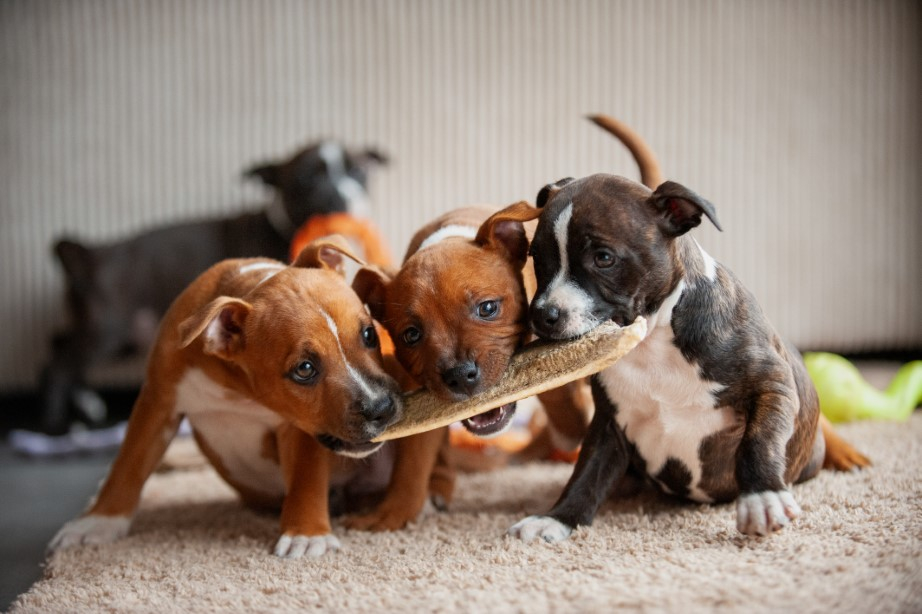 Chiots qui mâchent du bois de cerf