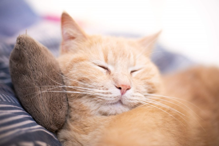 Chat, coussin à la valériane