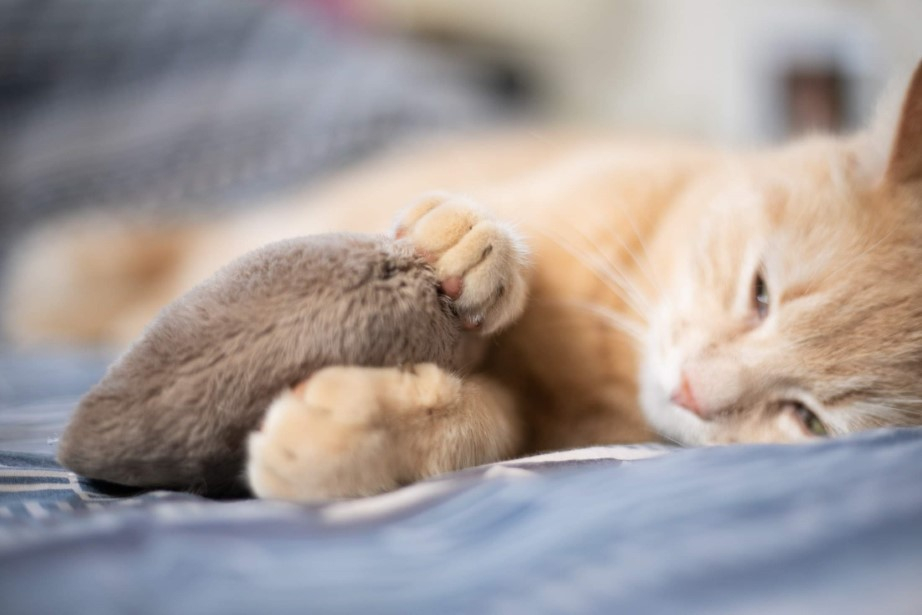 Chat joue avec jouet à la valériane