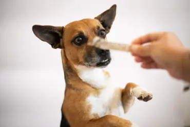 Peaux de poisson pour chien