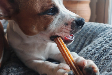 Soya et son dental stick