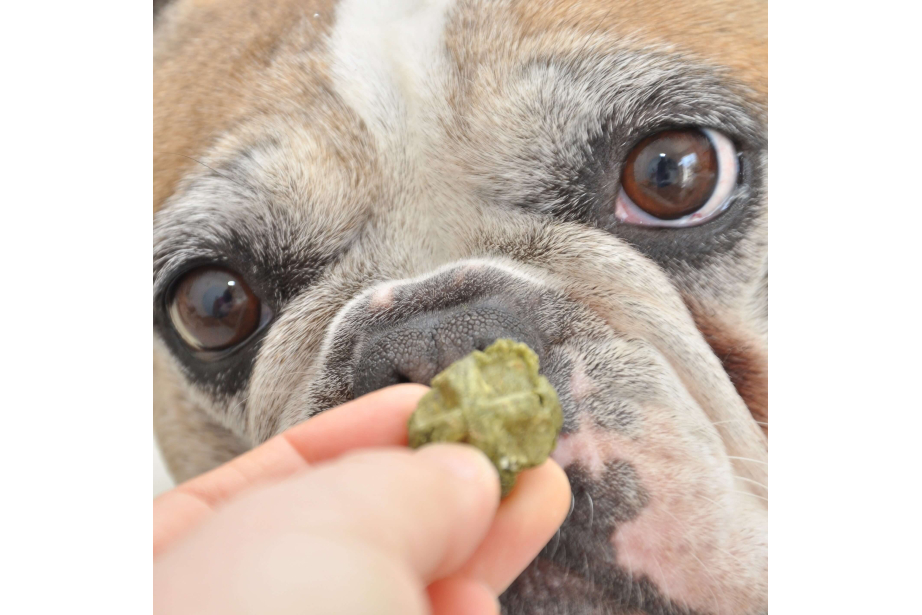 friandises naturelles pour chien