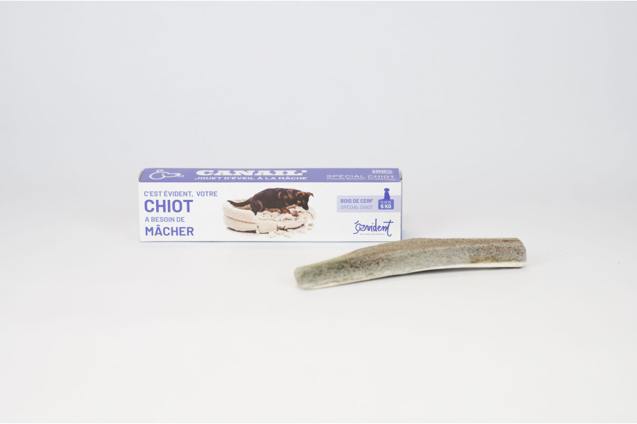 copy of BENJI - Deer antler special for puppy