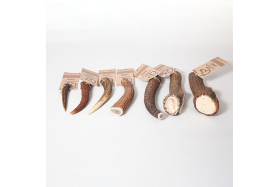 EKTOR - Bois de cerf entier