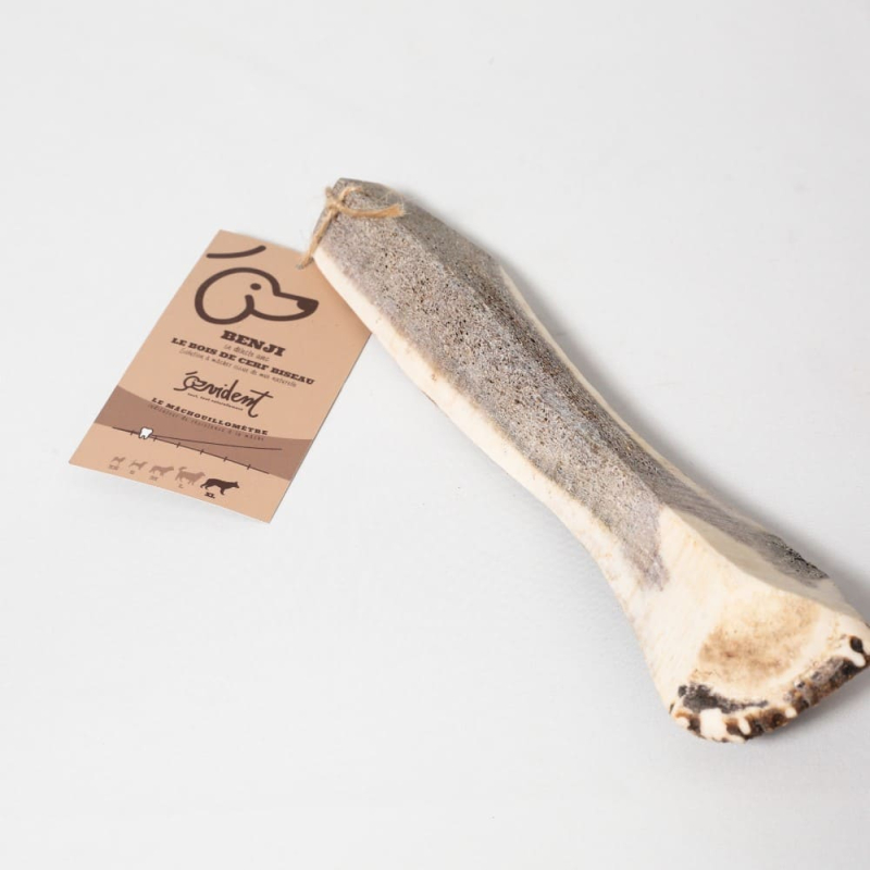 Le bois de cerf biseauté est gorumand et résistant.