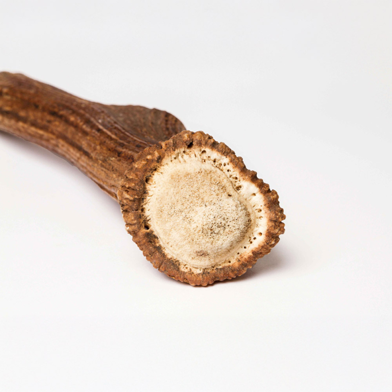 Bois de cerf entier taille géante.