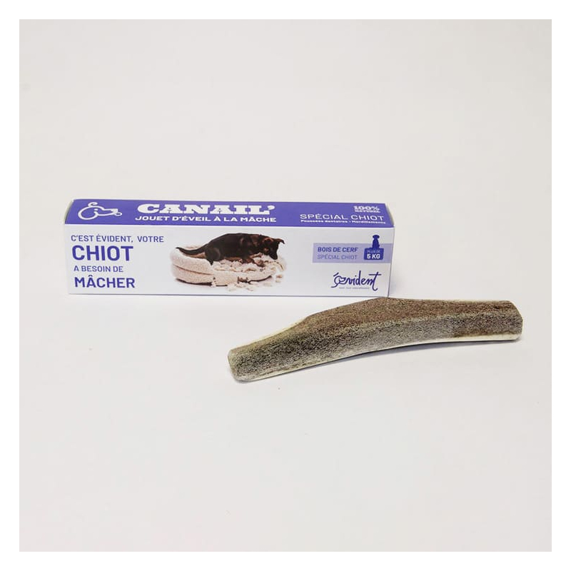 copy of BENJI - Deer antler special for puppy