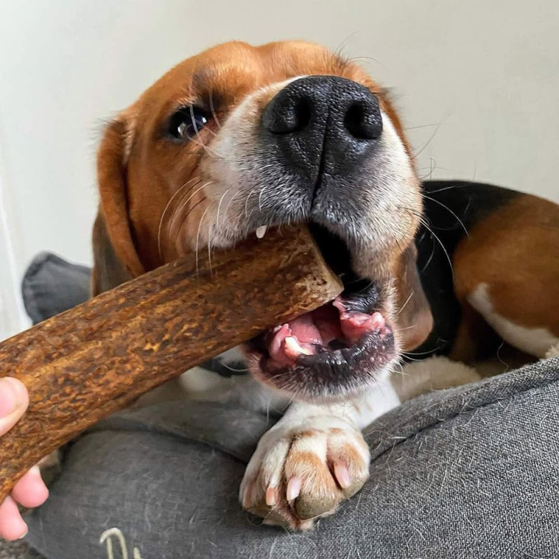 Le bois de cerf entier fumé est idéal pour le gourmands les plus persévérants.