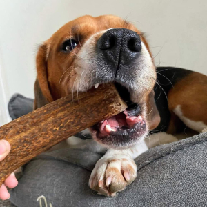 Le bois de cerf entier fumé est idéal pour le gourmands les plus persévérants.