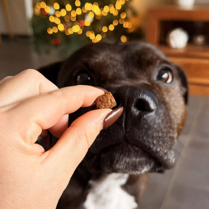 Friandises pour chien saines en idéales pour un pelage brillant