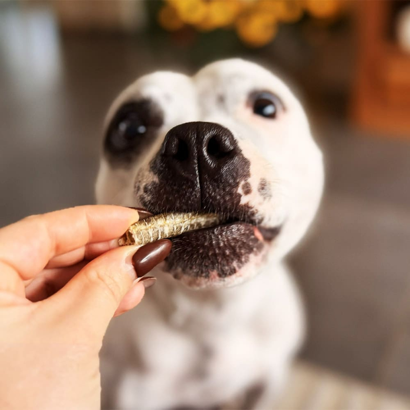 Friandises de la mer pour chien, 100% naturelles.
