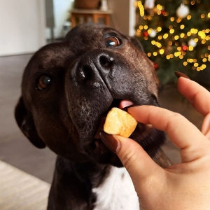 Participent activement et de manière naturelle à l'hygiéne bucco-dentaire de votre chien