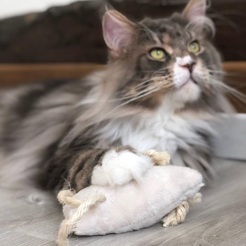 Effet stimulant sur certains félins