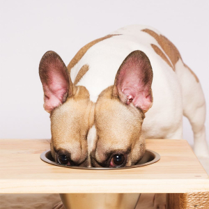 Riche en protéines de lai, en minéraux et nutrments naturels.
