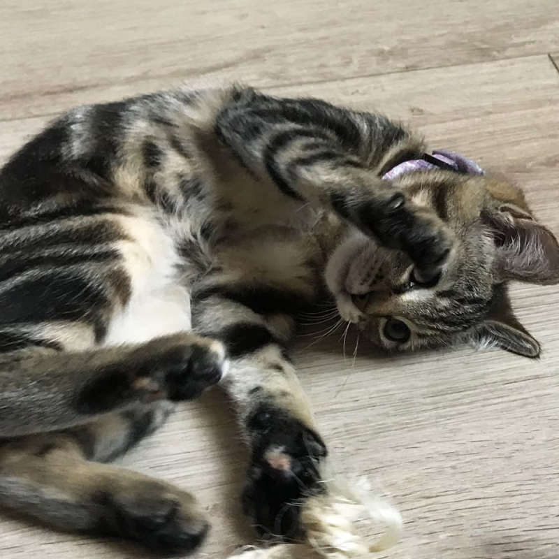 Lh'erbe à chat 100% bio et naturelle.