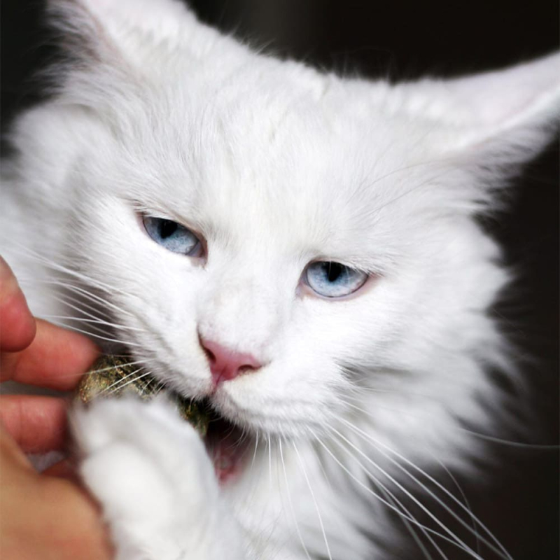 Jouet naturel 100% comestible.