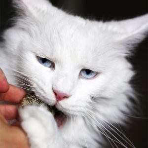 Jouet naturel 100% comestible.