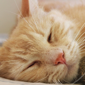 La valériane séchée va détendre votre chats !