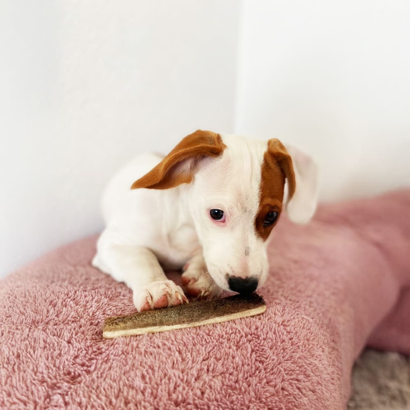 copy of BENJI - Deer antler special for puppy