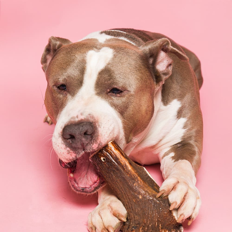 Avec son apaisse couche de calcium ce bois de cerf est un défi pour les féroces machouilleurs.