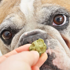 Ces petites friandises sauront motiver les chiens lors de l'éducation ou les activités sportives.