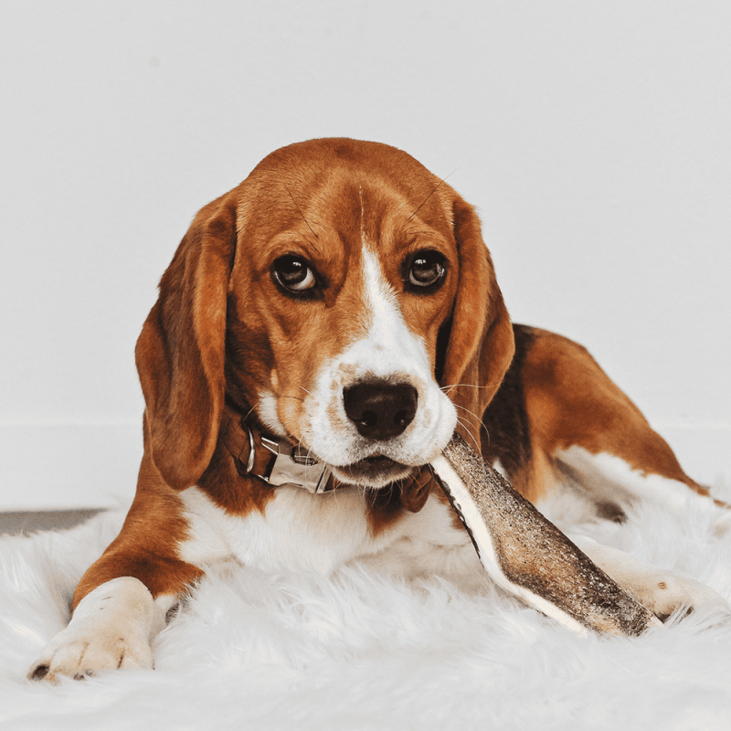 Apport de calcium et de minéraux naturels.