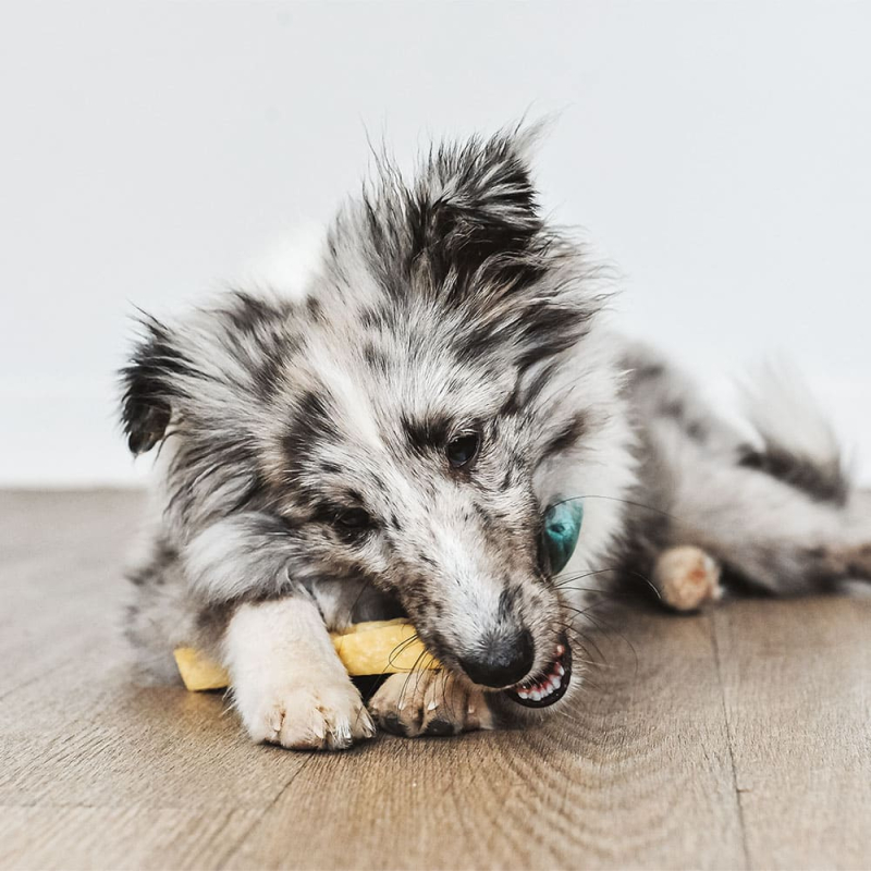 Votre chiens sera ravi de se nettoyer les dents avec nos bâtonnets au fromage