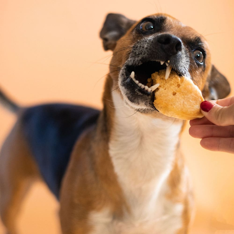Des lingot de à soufflerr au micro-ondes ildéals pour hygiène bucco-dentaire de votre animal.