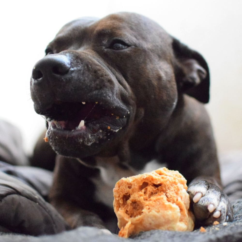 Friandises groumandes à mettre au micro-ondes pour votre chien