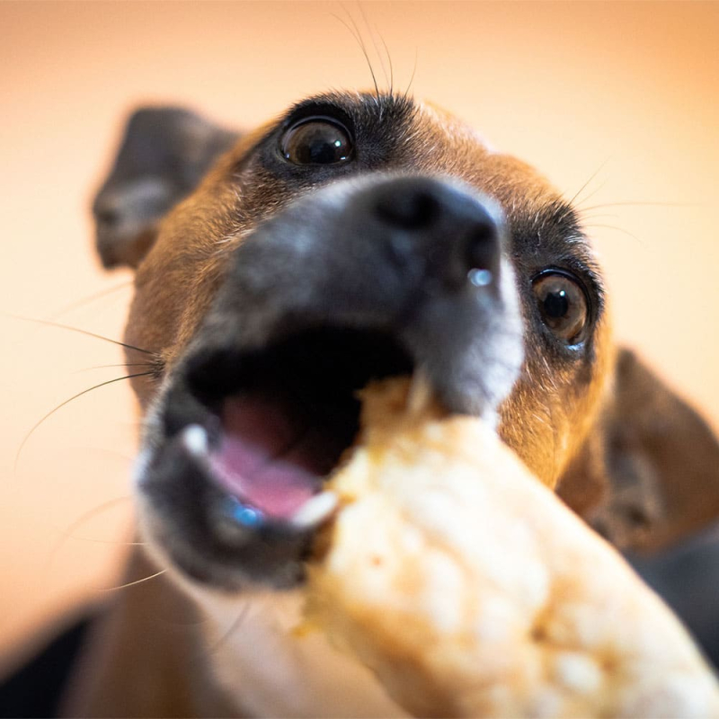Friandises pour chiens, idéales pou les chiens ayant des problémes bucco-dentaire