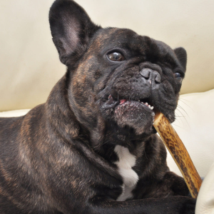 Le bois de cerf biseau fumé est fait pour votre chien s'il est gourmand et peu endurant à la mastication