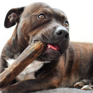 Chien féroces machouilleurs etês vous prets pour le bois d'ébène ?