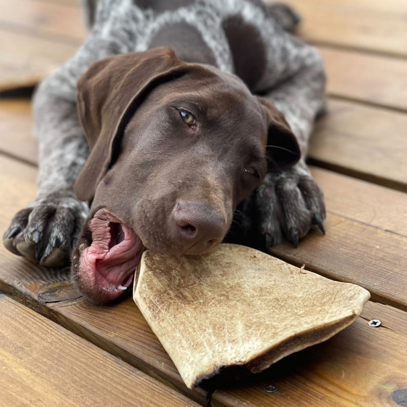 Le bois de daim est un outil de mastication parfait pour tous les chiens aimant la mastication