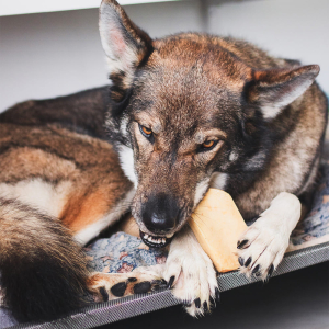 Mastication pour chien