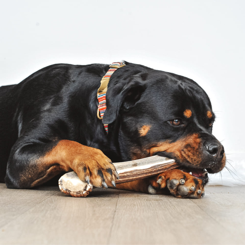 Pour les chien aimant ronger mais qui ont besoin d'un peu de motivation