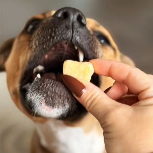 Friandises pour chien qui aident à maintenir son hygiéne bucco-dentaire