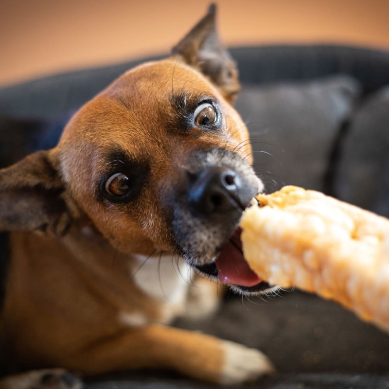 Idéal pour une mastication courte durée