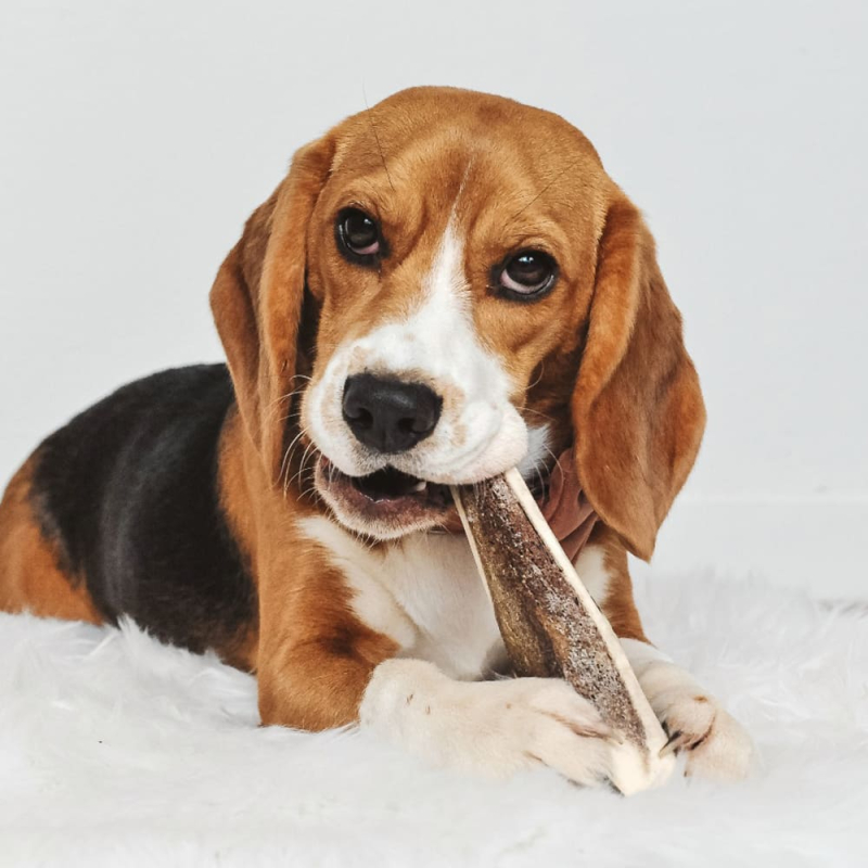 Bois de cerf pour l'hygiène bucco-dentaire