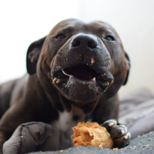 Votre chien sera ravi de ce pack douceur ultra gourmand