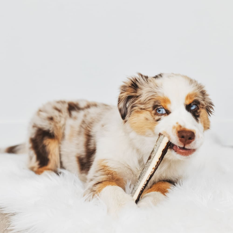 Votre chiot s'attaquera avec joie à ce pack mastication